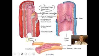 Blood Vessels and Hemodynamics Part 1 [upl. by Flam]