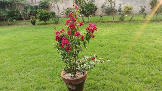 Rapid Growth Tips Of Lagerstroemia  Crape Myrtle Care In Pot [upl. by Ahsikyt]