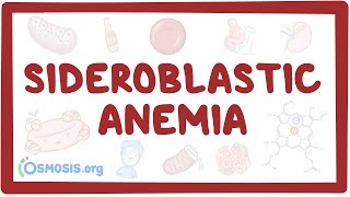 Sideroblastic anemia  causes symptoms diagnosis treatment pathology [upl. by Caine]