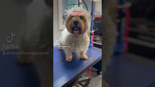 WillieWest Highland Terrier 💖before amp after Grooming video coming dogs donnathedoggroomer [upl. by Addi]