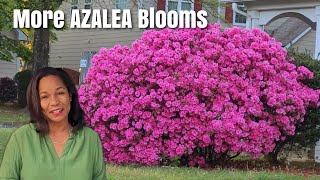 For an Abundance of Azaleas Blooms Every Year do these 6 Things [upl. by Amsirhc]