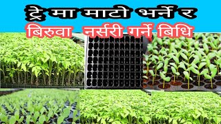 ट्रे मा बिरुवा नर्सरी गर्नुको फाईदै फाईदा Benefits of planting seedlings in trayskrishi farmer [upl. by Alahsal]