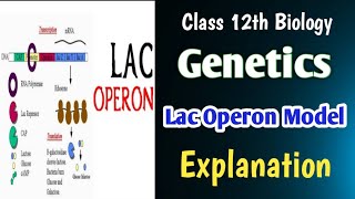 Lac Operon Model 👉🏻 GeneticsBoard And NEET Biology education board neet biology [upl. by Esten]