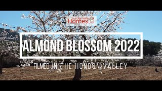 Almond Blossom  Hondon Valley 2022 [upl. by Joleen915]