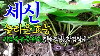 ☞세신족도리풀의 놀라운 효능【충치예방기침가래해소항균작용 세신가볍게 봐주세요 민간요법다수】 [upl. by Camden]