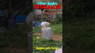 JIGGLES GETS FUNKY jiggles chihuahuapuppy [upl. by Alraep]