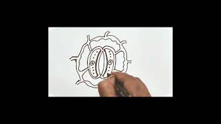 stomata diagram स्टोमेटा रंध्रका चित्र आसानी से कैसे बनाएं। [upl. by Aleron874]