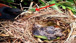 Greater coucal bird invites children to eat locustsbirds [upl. by Chadwick]