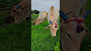 Khillari bulls amazing shortsfeed ytshorts instagram viralshort folk youtubeshortsbiggboss [upl. by Ehttam]