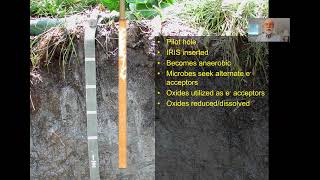 Using Mn IRIS Indicator of Reduction In Soils for Early Growing Season Redox Assessment [upl. by Anyd833]