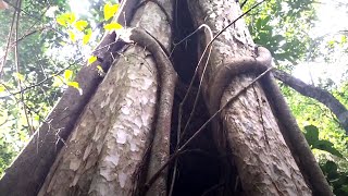 Following the forest ranger Exploring the longest roots of a banyan tree in the rainforest [upl. by Krutz]