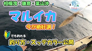 相模湾マルイカ絶好調！鎌倉・葉山沖、まごうの丸から出船。2024年5月25日 [upl. by Attolrac5]