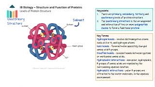 Structure and Function of Proteins IB Biology SLHL [upl. by Lecia]