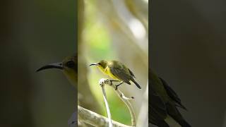 Olivebacked Sunbird wildlifephotography shotsvideo birdphotography birds wildlife [upl. by Edahs]