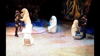 Circus Performance Bears playing musical instruments [upl. by Tatianas125]