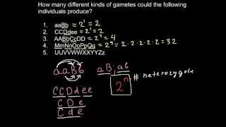 How many different kinds of gamets could be produced [upl. by Vaughan]