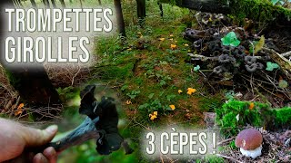 Des trompettes de la mort des girolles Et trois fois plus de cèpes que ma dernière cueillette [upl. by Ellynn]