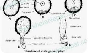 microgametogenesisलघुयुग्मकजनन vv important topic up board 12thclass and all competative exame [upl. by Yr]