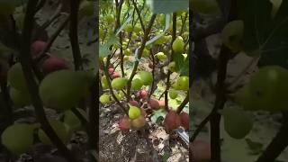 Big time big harvest satisfying fruit agriculture [upl. by Winser]