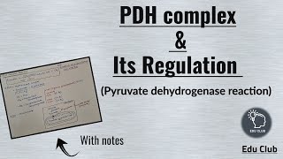 PDH  Pyruvate dehydrogenase complex  Regulation  Carbohydrate metabolism  Biochemistry [upl. by Eddie]