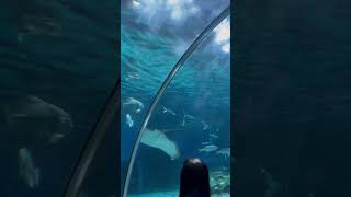 Shark and batoids aquarium shark shorts reels youtubeshorts shortvideo clips travel vlog [upl. by Itraa]