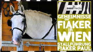 Fiaker Paul Stall amp Führungen 🐴  zoosmedia [upl. by Gerladina]