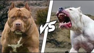 Pit Bull vs Dogo Argentino The Facts [upl. by Remoh164]