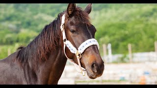 Horse products Manufacturers amp Suppliers [upl. by Jennifer432]