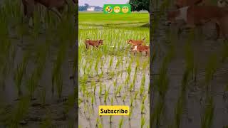 Dog 🐕 reaction 😂😂dog dogs dogshorts doglife doglovers dogvideos dogecoin dogtraining [upl. by Ennazor877]