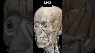 Cabeça e face miologia 1  Movimento  Programa Anatomia 3D Software shorts anatomy biology [upl. by Nahgaem]