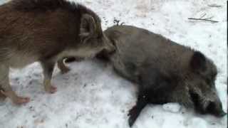 Boars jump over the fence [upl. by Gunther]