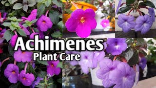 Achimenes Plant Care and Propagation  അക്കിമെനീസ് [upl. by Noterb]