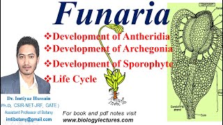 Funaria Development of sporophyte antheridia and archegonia bscbotany bsc1stsemester bryophytes [upl. by Rask]