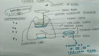 Thyroid Gland Basic  TCML [upl. by Kyl]