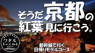 そうだ京都の紅葉、 見に行こう。【新幹線で行く日帰りモデルコース】撮影 11月四週目日 A day trip to enjoy the autumn leaves in Kyoto [upl. by Lipkin]