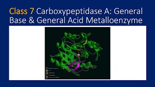 Carboxypeptidase A General Base amp General Acid Metalloenzyme [upl. by Fuchs]