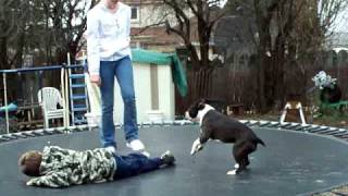 Boston Terrier Trampoline [upl. by Alamaj319]