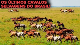 CONHEÇA OS ÚLTIMOS CAVALOS SELVAGENS DO BRASIL  A TRISTE REALIDADE [upl. by Terbecki]