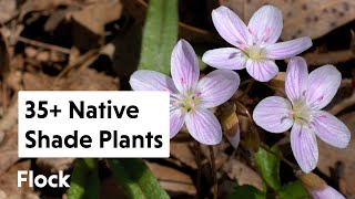 35 NATIVE SHADE PLANTS for the Garden — Ep 159 [upl. by Janna672]