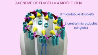 AXONEME of CILIA amp FLAGELLA [upl. by Aurore]