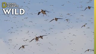 The Puffins Mating Ground  Wild Nordic [upl. by Bashemeth75]