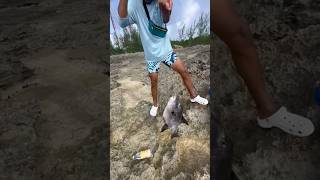 Biggest Trigger fish Ive ever seen 🤯 fishing triggerfish fyp fish [upl. by Eiznekcam]