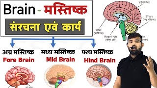 Brain  मानव मस्तिष्क  Structure of Brain  Brain Anatomy and physiology  Nervous System [upl. by Botsford]