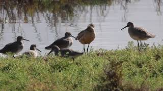 Marbled Godwit preening [upl. by Auqenes]