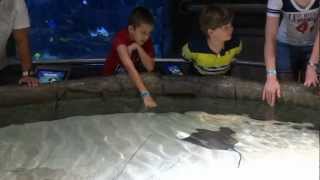 2012 Houstons Stingray Exhibit at the Downtown Aquarium [upl. by Elyac]