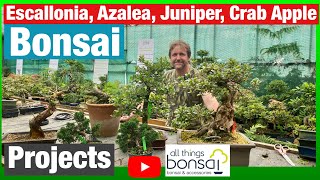 Escallonia Azalea Juniper Crab Apple Bonsai Projects [upl. by Teragram877]