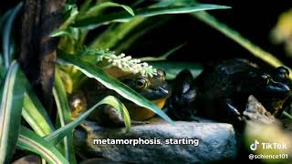 Evolution of Aquatic Adaptations in Amphibians [upl. by Alden711]