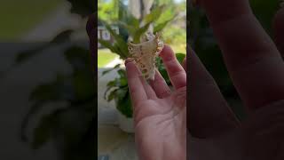 Rare Shell Unboxing RamoseBranch Murex rareshell branchmurex ramosemurex Chicoreusramosus [upl. by Alah]