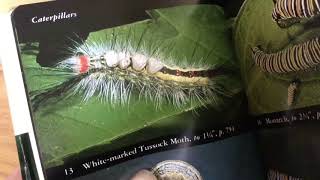 Handling Venomous White Marked Tussock Moth Caterpillar DONT TRY THIS rashTreatment in description [upl. by Aicilaana185]