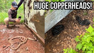 Finding HUGE Copperheads in Metro Atlanta Tin Flipping and Biking For Snakes in Georgia [upl. by Noled]